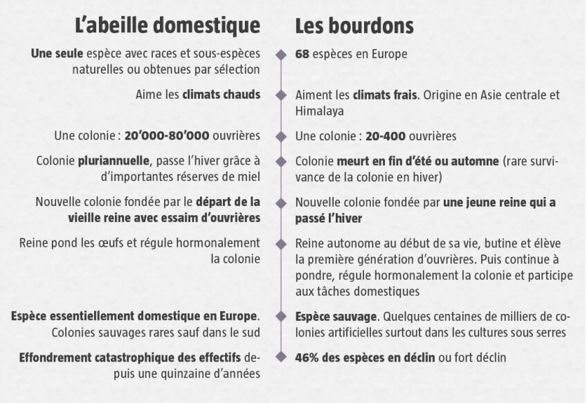 Le sacre du printemps chez les bourdons