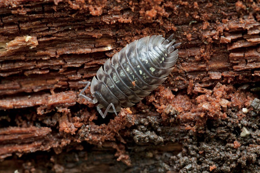 Le sol abrite une biodiversité abondante et sous-estimée, comme les cloportes par exemple.