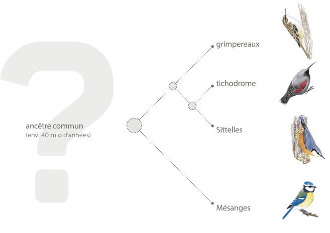 Le tichodrome appartient à une lignée indépendante d'oiseaux et sa plus proche cousine est la sittelle, suivie du grimpereau.