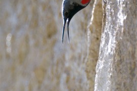Le tichodrome, autant à l'aise tête en-bas que tête en-haut / © Christophe Sidamon-Pesson