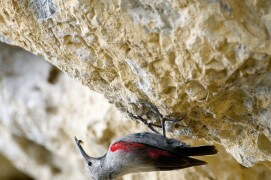 Le tichodrome inspecte la falaise et y déniche quelques petites bêtes. / © Christophe Sidamon-Pesson