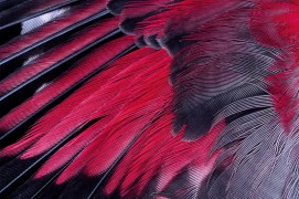 Le tichodrome n'a qu'à ouvrir ses ailes flashy pour se faire voir. / © Christophe Sidamon-Pesson