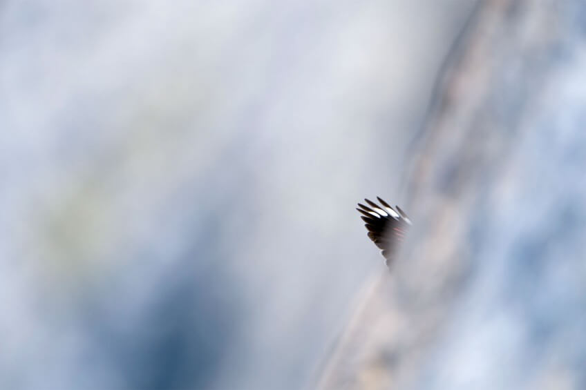 Le tichodrome se montre du bout des ailes