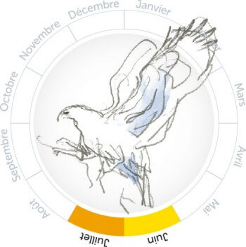 L'envol de l'aigle héritier