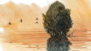 Les bergeronnettes grises regagnent le feuillage protecteur d'un saule pour y passer la nuit. Les bergeronnettes grises regagnent le feuillage protecteur d'un saule pour y passer la nuit.