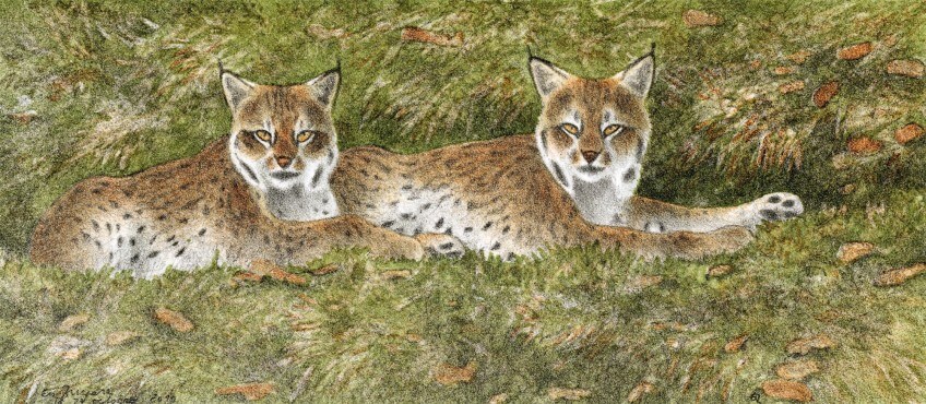 Les deux jeunes lynx se reposent sur un tapis de mousse.