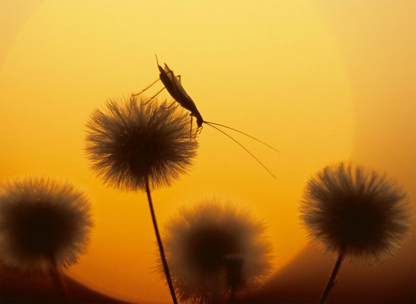 Les élytres du délicat grillon d'Italie sont aussi fins qu'une peau d'oignon. Ils résonnent en produisant un chant tout en douceur. Les grillons, une famille formidable