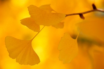 Les feuilles du ginkgo biloba sont reconnaissable parmi toutes. Les feuilles du ginkgo biloba sont reconnaissable parmi toutes.