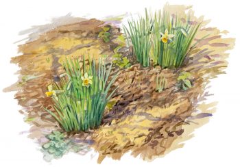 Les jonquilles sortent de terre dès les premiers redoux. 