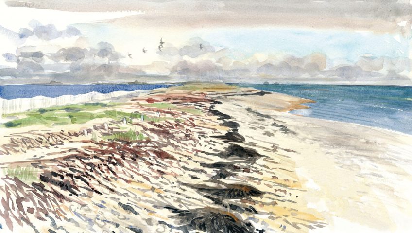 Les limicoles, ces oiseaux qui débarquent sur les plages