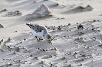 Les oiseaux migrateurs comme ce bécasseau sanderling ont besoin d'escales nombreuses et préservées au-delà des frontières pour se reposer et se nourrir.  / © Jean-Philippe Paul