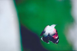Les photos inédites de Eugene Huttenmoser, le premier à avoir tiré le portrait du tichodrome / © Eugene Huttenmoser