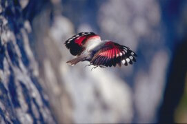 Les photos inédites de Eugene Huttenmoser, le premier à avoir tiré le portrait du tichodrome / © Eugene Huttenmoser