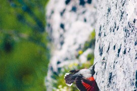 Les photos inédites de Eugene Huttenmoser, le premier à avoir tiré le portrait du tichodrome / © Eugene Huttenmoser