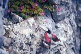 Les photos inédites de Eugene Huttenmoser, le premier à avoir tiré le portrait du tichodrome / © Eugene Huttenmoser