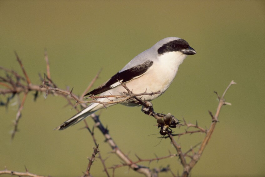 Les pies-grièches empaleuses d'insectes sont friandes de grillons hautement nutritifs. Ici la pie-grièche à poitrine rose devenue hélas extrêmement rare. Les grillons, une famille formidable