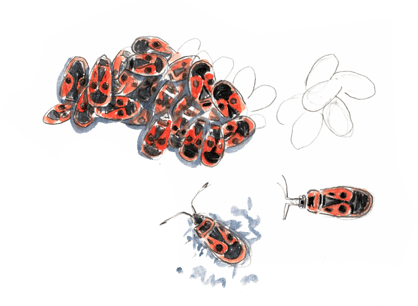 Le réveil du vieux mur