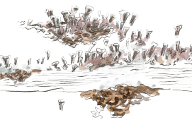 Lichen / © Olivier Loir