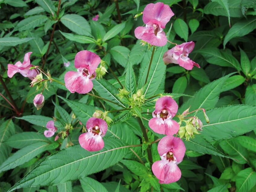 L'impatiente glanduleuse est originaire de l'Himalaya. Invasive, elle se propage rapidement et évince les espèces indigènes des rives de cours d'eau et des forêts.
