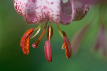 Lis martagon Escapade le long de la Kander dans le Gasterntal