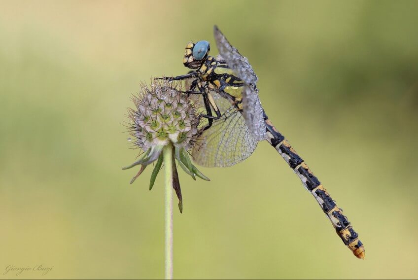 L'onychogomphe à crochets a disparu de Suisse en 1979. Ses derniers bastions étaient le long du Rhin et près de Villeneuve (Vaud), dans le bassin lémanique.
