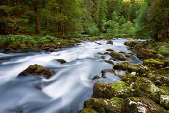 L'orbe dans la fraîcheur du printemps et des jeunes pousses