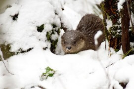 Loutre dans la neige / © Stéphane Raimond / Objectif loutres