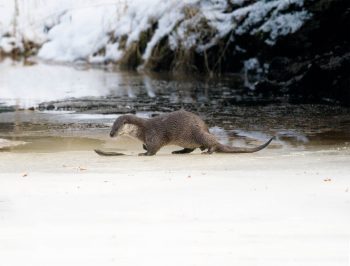 Loutre en pleine partie de pêche Loutre en pleine partie de pêche