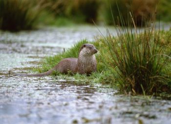 Loutre sortie de l'eau