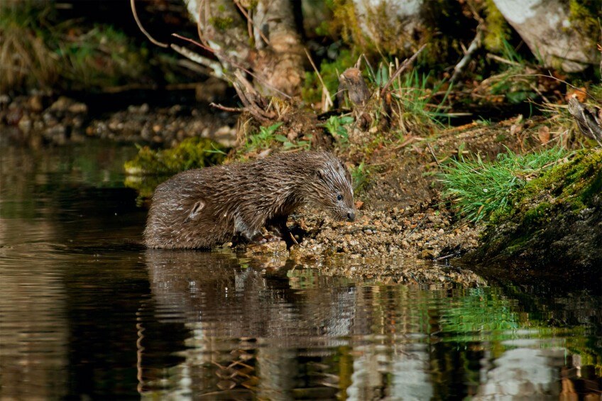 Loutron blessé au flanc