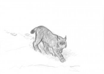 Lynx avançant dans la neige croqué sur le terrain / © Jacques Rime