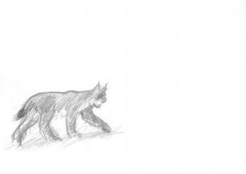 Lynx avançant dans la neige croqué sur le terrain / © Jacques Rime