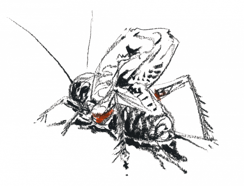 Le grillon est un gaucher sur stradivarius