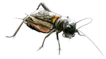 « Mâle se toilettant. L'antenne est "amenée" aux mandibules à l'aide des palpes labiaux »