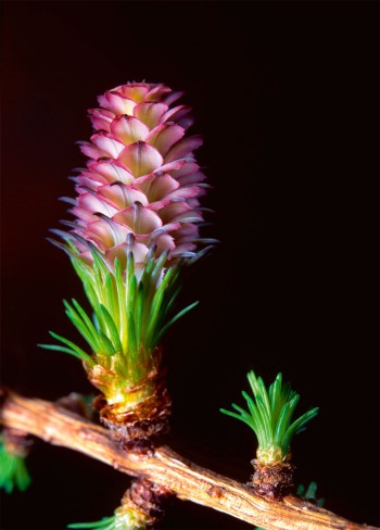 Mélèze (Larix decidua)