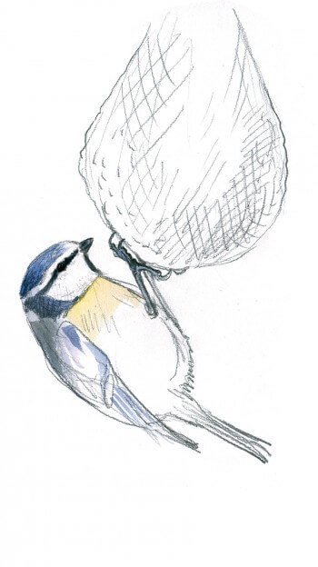 « Mésange bleue accrochée par les ongles à la boule de graisse. » Mélange bleue sur une boule de graisse