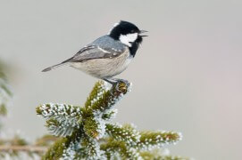 Mésange noire / © Benoît Renevey