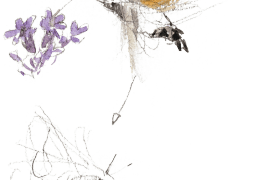 Moro sphinx / © Benoît Perrotin