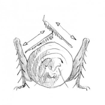 Mouvement produisant le chant chez le grillon Gros plan sur le chant du grillon