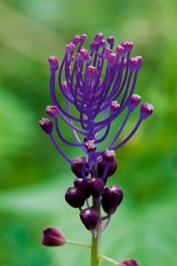Muscari à toupet (Muscari comosum)