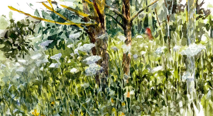 Berce des près, comment la cuisiner et quels insectes y trouver