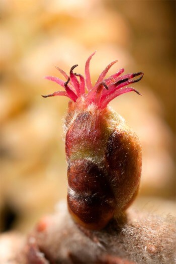 Noisetier (plante monoïque) : fleur femelle (glomérule)