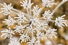 Ombellifère givrée / © Benoît Renevey