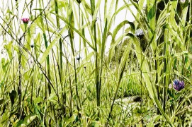 On distingue entre les herbes un terrier de grillon. / © Benoît Perrotin