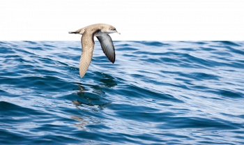 On rencontre sept espèces de puffins le long des côtes françaises. Celui des Baléares est le plus menacé.
