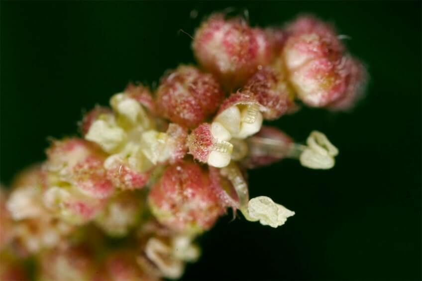 Ortie (plante dioïque)