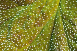 Paillettes de givre sur une feuille / © Benoît Renevey