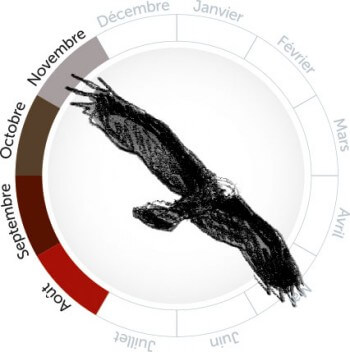 Pas de couronne pour l'aigle héritier