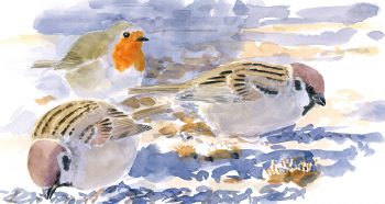 « Pas de friction chez les moineaux friquets. Comme l'espace de nourrissage est vaste, il y a peu d'agressivité entre les oiseaux. Même le rougegorge volontiers querelleur, picore les restes tranquillement. »