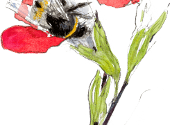 « Perce la base de la fleur pour sucer le nectar. » / © Benoît Perrotin